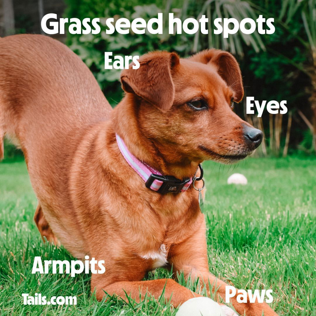 Photo by Tails.com on July 25, 2024. May be an image of chihuahua, grass and text.