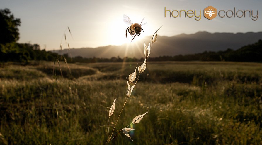 Honeycolony.com