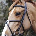 equestrianworld 1482318163